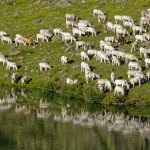 Mandria al Lago sottano